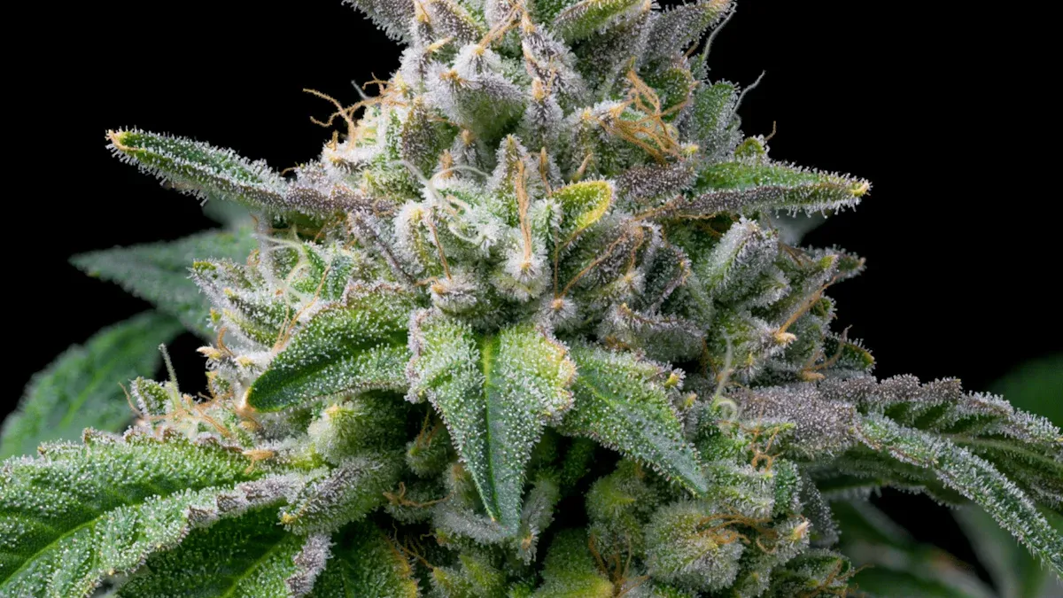 cannabis oil extraction method