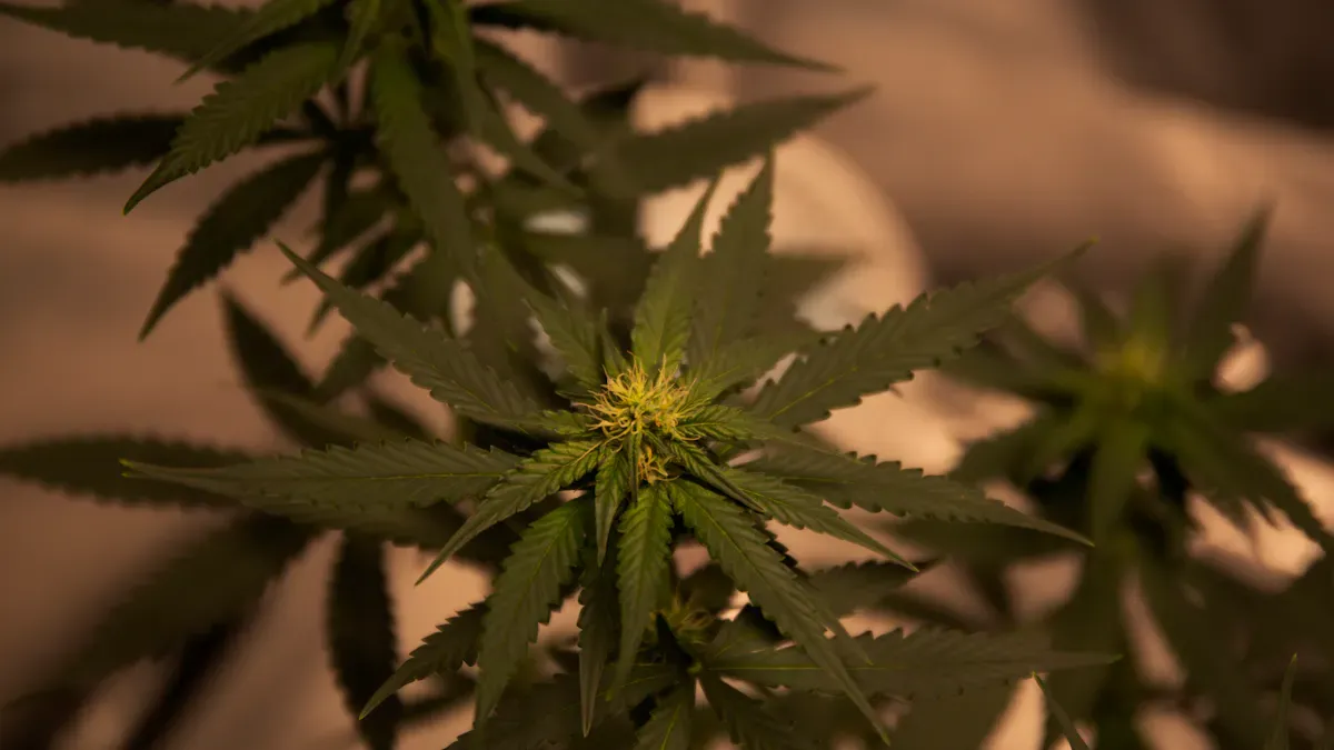 THC Oil Extraction Technology